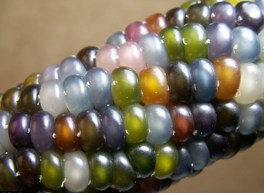 colour corn 1